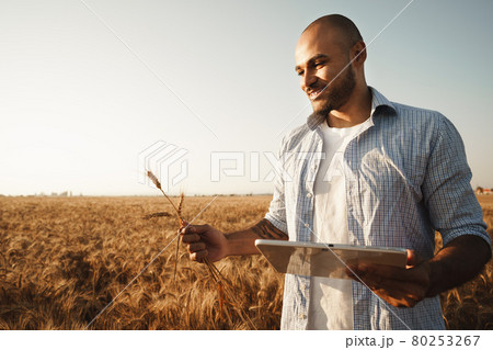 Man using digital tablet in wheat field at sunset Man using digital tablet in wheat field at sunset 80253267