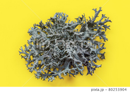 Detail of Icelandic lichen (Cladonia rangiferina) structure on yellow board. Abstract organic photo. Detail of Icelandic lichen (Cladonia rangiferina) structure on yellow board. Abstract organic photo. 80253904