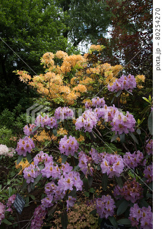 Large pink-brown rhododendron flowers. A beautiful evergreen plant Large pink-brown rhododendron flowers. A beautiful evergreen plant 80254270