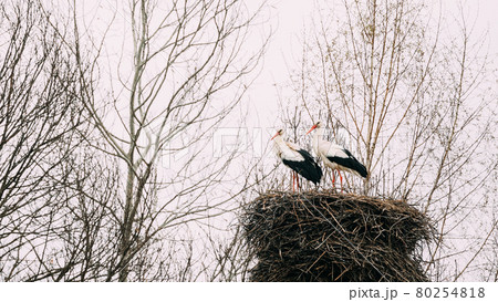 Two Adult European White Storks Sitting In Nest In Spring Day. Belarus 80254818