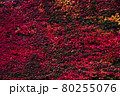 大学の壁一面の真っ赤な蔦の葉 80255076