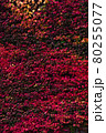 大学の壁一面の真っ赤な蔦の葉 80255077