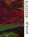 大学の壁一面の真っ赤な蔦の葉 80255078