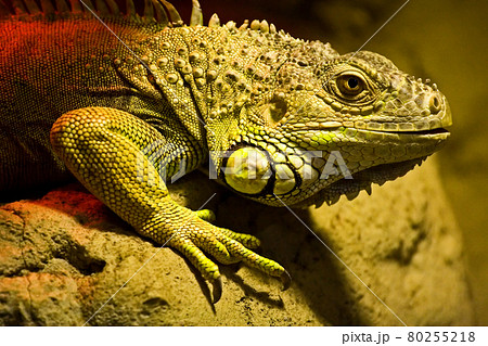 A large lizard sits on a rock A large lizard sits on a rock 80255218