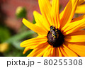 The bee sits on a sunflower on a sunny summer day 80255308