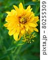 Beautiful yellow flower on a green grass background 80255309