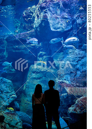 水族館デートで魚や生き物を観覧する若いカップル 水族館デートで魚や生き物を観覧する若いカップル 80255553