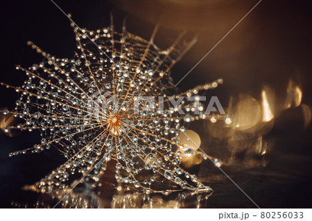 The seed of salsify in the water droplets closeup. Brown gold background with rays of light and bokeh. Macro front view, abstraction. A giant dandelion in the drops. A plant similar to a spider web. 80256033