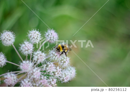 A furry striped bumblebee sits on a poisonous white flower of a water Hemlock on a green background. Textured wings. Close up. Poisonous plant. A furry striped bumblebee sits on a poisonous white flower of a water Hemlock on a green background. Textured wings. Close up. Poisonous plant. 80256112