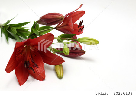 白背景の赤い百合 白背景の赤い百合 80256133