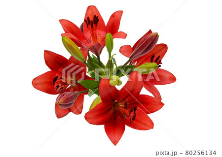 白背景の赤い百合 白背景の赤い百合 80256134