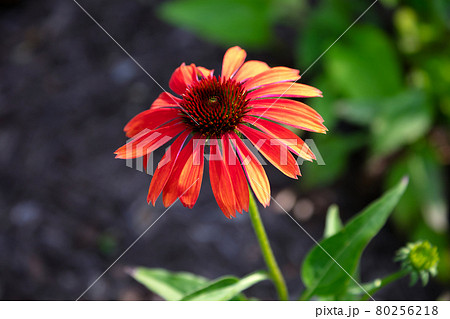 gardren flower Echinacea purpurea 80256218
