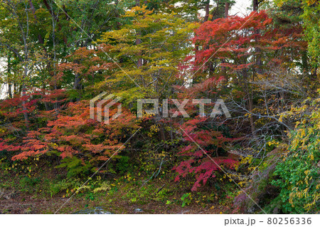 岩手一関の秋 朝日に照らされる紅葉の厳美渓 岩手一関の秋 朝日に照らされる紅葉の厳美渓 80256336