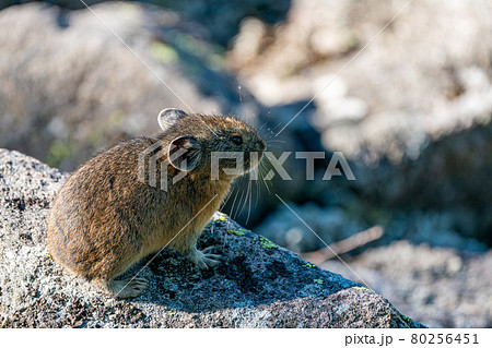 岩場で日向ぼっこする子どものエゾナキウサギ 岩場で日向ぼっこする子どものエゾナキウサギ 80256451