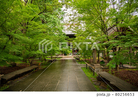 九品仏真浄寺境内の新緑 80256653