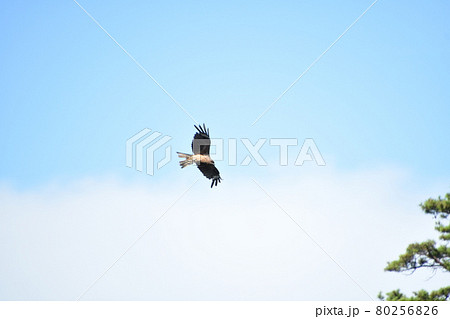 天高く青空を舞うトンビ 80256826
