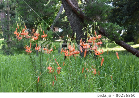 天橋立に咲くユリの花 天橋立に咲くユリの花 80256860