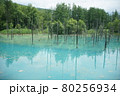 青い池　美しい美瑛富良野 80256934