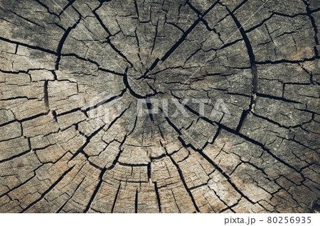 Wood texture or wood background. Old brown wood cut texture. Grunge dark background closeup. Detailed texture of a cracked section of a tree 80256935