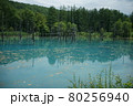 青い池　美しい美瑛富良野 80256940