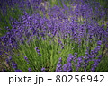ラベンダー　美し富良野 80256942