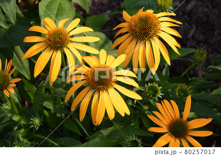 Echinacea. Yellow flower Herbal. Medicinal flower. 80257017
