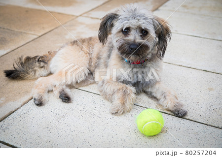 A small shaggy dog is lying on the floor, guarding a tennis ball. A small shaggy dog is lying on the floor, guarding a tennis ball. 80257204
