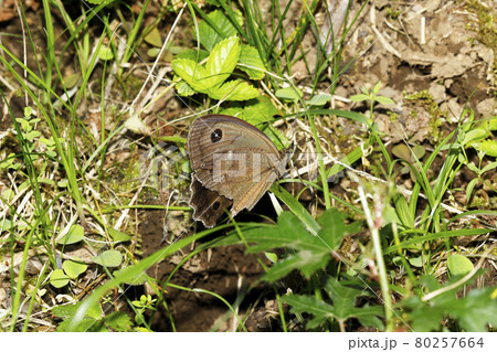 ジャノメチョウ ジャノメチョウ 80257664