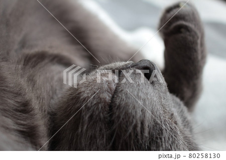 猫のかわいい、美しい足、猫ブーム、CAT、寝姿、安心して寝るネコ 猫のかわいい、美しい足、猫ブーム、CAT、寝姿、安心して寝るネコ 80258130