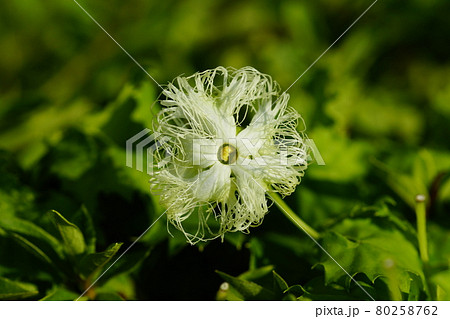 烏瓜 (からすうり)の雌花 烏瓜 (からすうり)の雌花 80258762