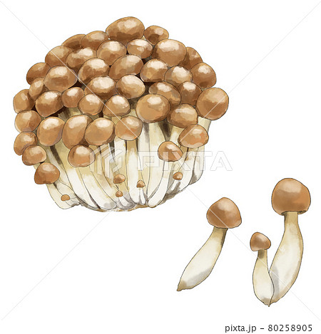 しめじのセット　水彩風 80258905
