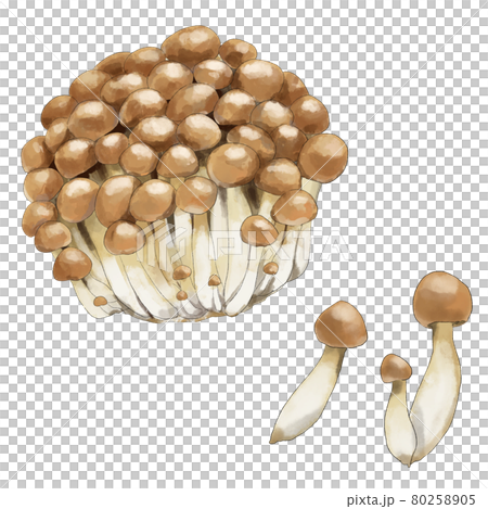 しめじのセット　水彩風 80258905