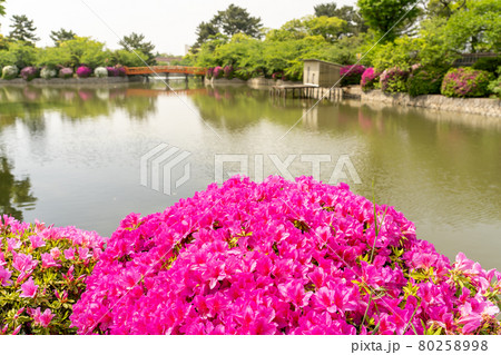 三重県桑名市 つつじの美しい九華公園の堀 三重県桑名市 つつじの美しい九華公園の堀 80258998