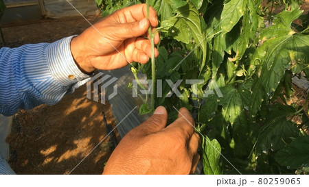 【特産品】南国野菜ゴーヤの生産風景 80259065