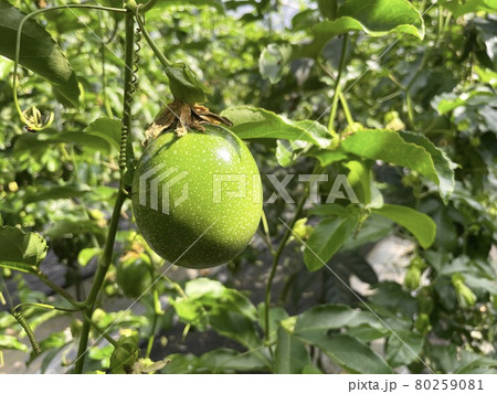【特産品】トロピカルフルーツ、収穫前の緑色のパッションフルーツ 80259081
