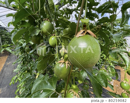 【特産品】トロピカルフルーツ、収穫前の緑色のパッションフルーツ 80259082