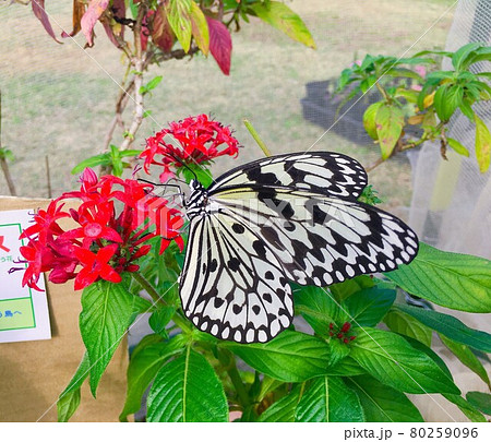 【天然記念物】花の蜜を吸う日本一大きなアゲハチョウ、オオゴマダラ 【天然記念物】花の蜜を吸う日本一大きなアゲハチョウ、オオゴマダラ 80259096