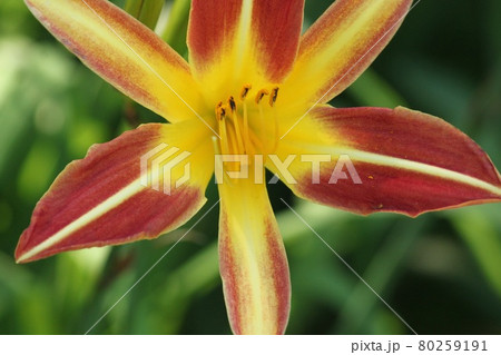 ゲイトルバトール 80259191