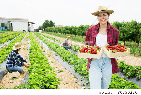 Young girl is standing on a plantation with two crates of ripe strawberries Young girl is standing on a plantation with two crates of ripe strawberries 80259226