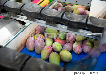 Fresh tropical fruit mango in crates after packaging in warehouse 80259306