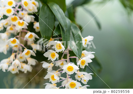 デンドロビウム　アマビレ　ラン科セッコク属（デンドロビウム属） 80259556