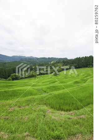 田植えが終わった棚田 80259762