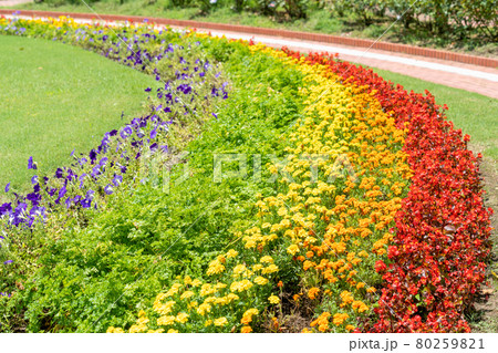 夏の花壇 Lgbt レインボー ベチュニア パセリ マリーゴールド ベゴニアの写真素材