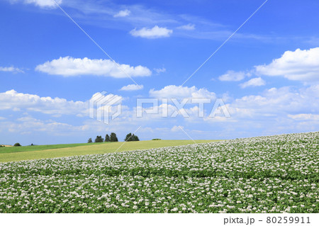 北海道 美瑛町 ジャガイモの花咲く丘 北海道 美瑛町 ジャガイモの花咲く丘 80259911