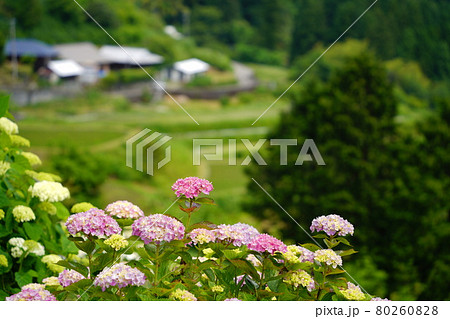 アジサイの花と八畝の集落 80260828