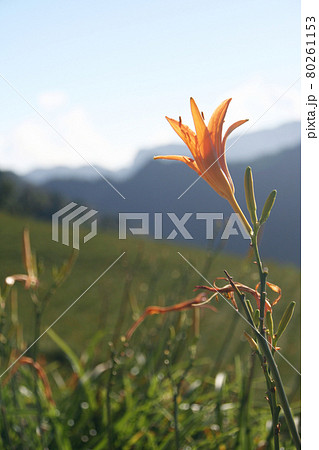 花 フラワー お花 80261153
