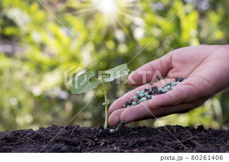 Farmers' hands are fertilizing the seedlings and watering the seedlings growing on fertile soil. 80261406