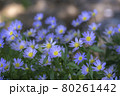 木漏れ陽の中で夢見て咲く花　ミヤコワスレ 80261442