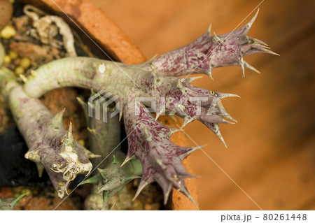 Monadenium in nature 80261448