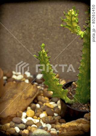 Euphorbia lacei Craib is another species of ornamental plant. 80261450